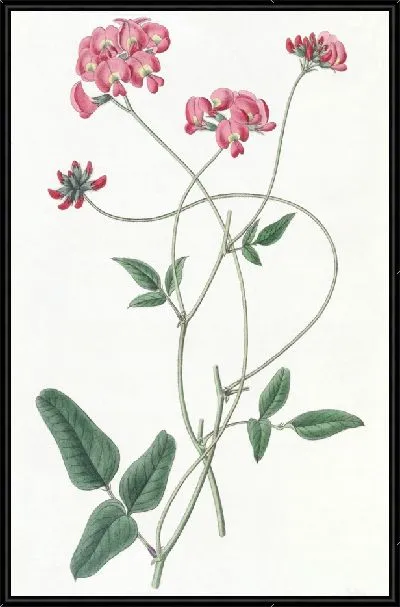 Картина Дилат Кеннедиа (1815-1819)