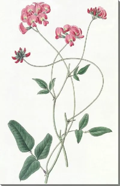 Картина Дилат Кеннедиа (1815-1819)