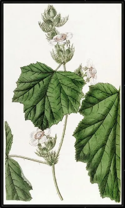 Картина Дьюи Брамбл (1815–1819)