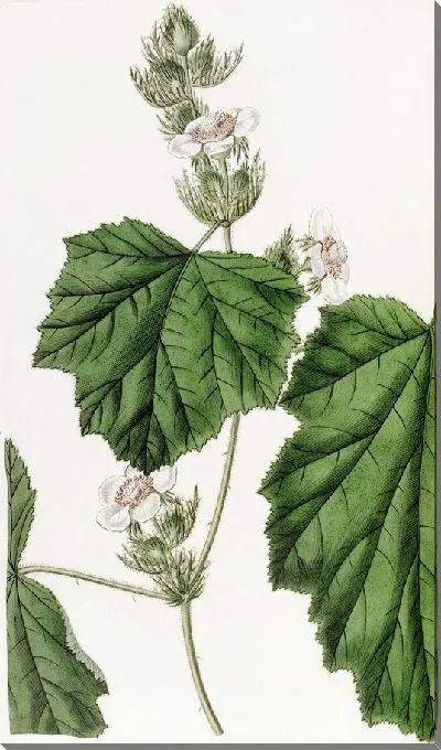 Картина Дьюи Брамбл (1815–1819)