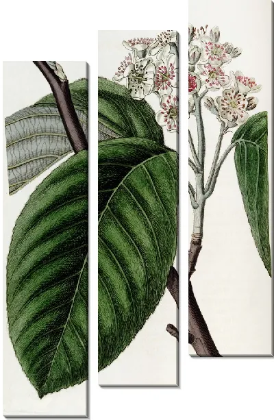 Картина Зубчатая балка-дерево (1815-1819)