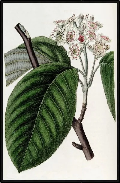 Картина Зубчатая балка-дерево (1815-1819)