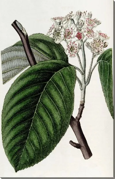 Картина Зубчатая балка-дерево (1815-1819)