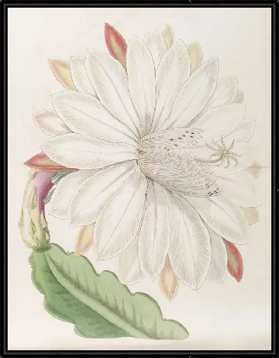 Картина Зубчатый факел-чертополох (1815-1819)