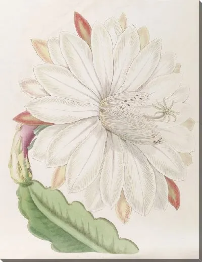 Картина Зубчатый факел-чертополох (1815-1819)