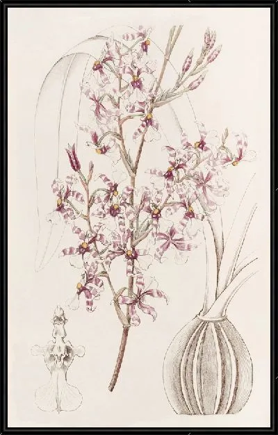 Картина Изогнутый онцидиум (1815-1819)
