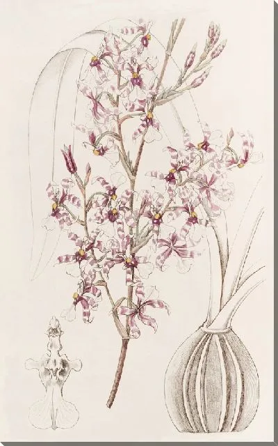 Картина Изогнутый онцидиум (1815-1819)