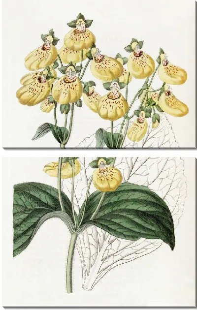 Картина Кальцеолярия городчатоцветковая (1815-1819)