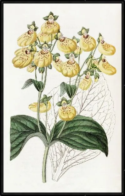 Картина Кальцеолярия городчатоцветковая (1815-1819)