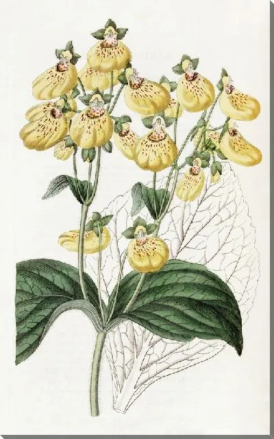 Картина Кальцеолярия городчатоцветковая (1815-1819)