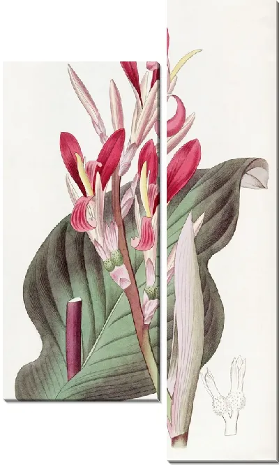 Картина Канна багроволистная (1815-1819)