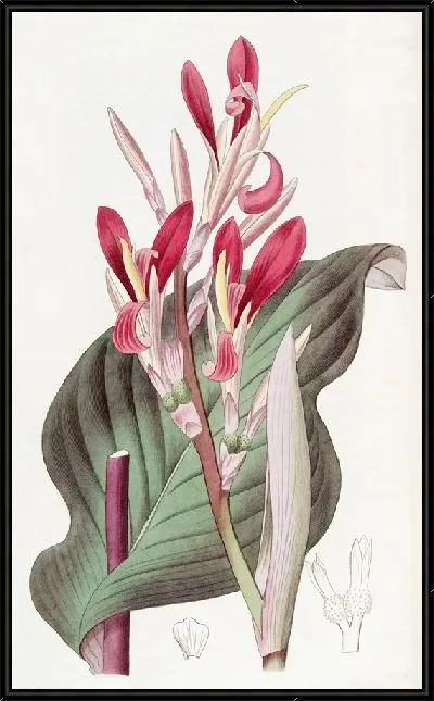 Картина Канна багроволистная (1815-1819)