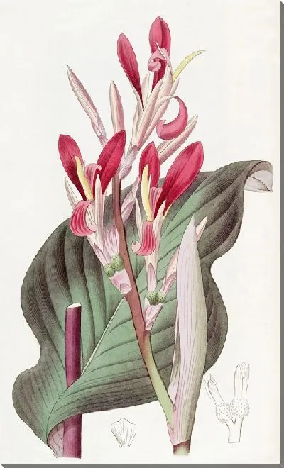 Картина Канна багроволистная (1815-1819)