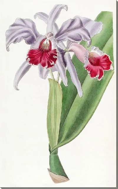 Картина Каттлея Багровогубая (1815-1819)