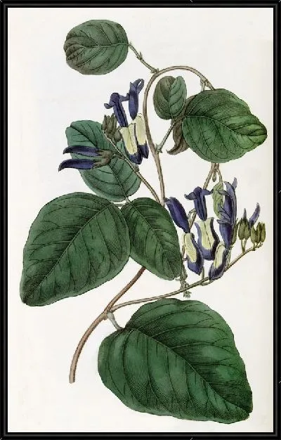 Картина Кеннедия с тусклыми цветами (1815-1819)