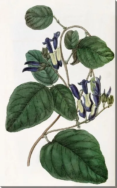 Картина Кеннедия с тусклыми цветами (1815-1819)