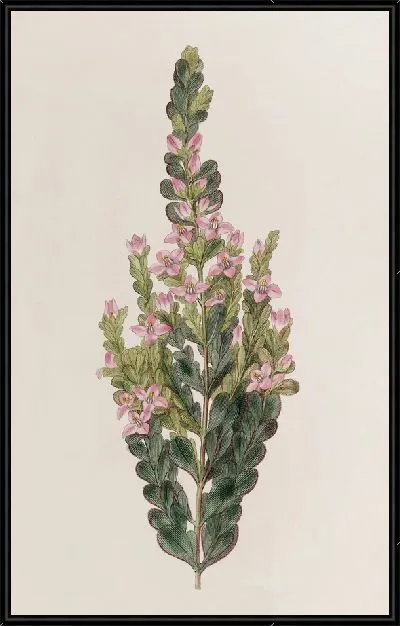 Картина Кремированная Борония (1815-1819)