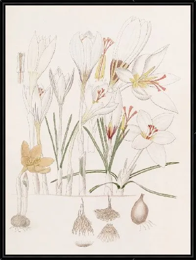 Картина Крокусы (1815-1819)