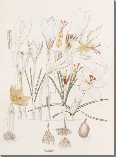 Картина Крокусы (1815-1819)