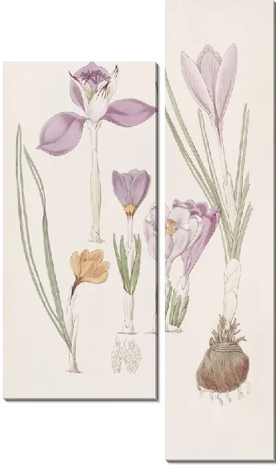 Картина Крокусы - 2 (1815-1819)