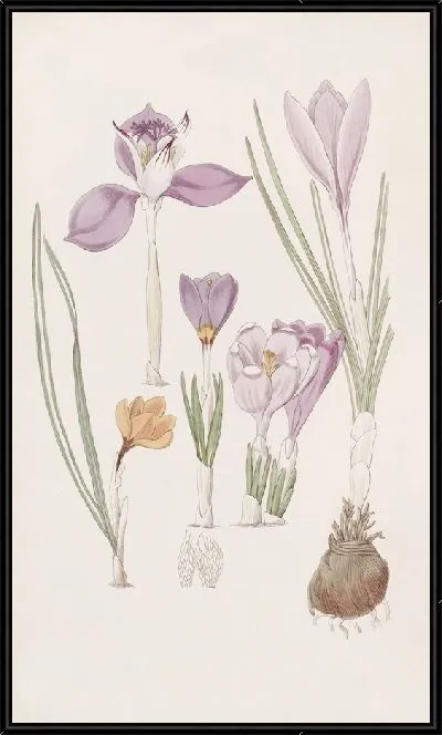 Картина Крокусы - 2 (1815-1819)