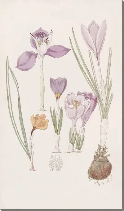 Картина Крокусы - 2 (1815-1819)