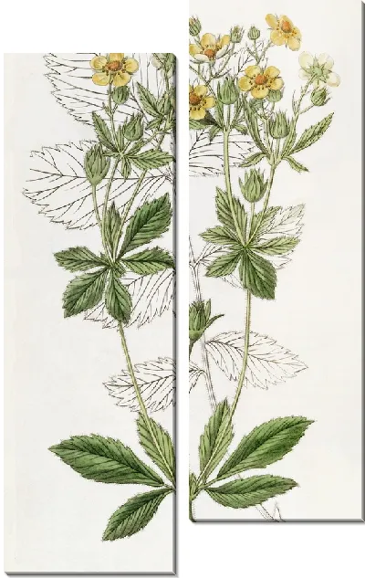 Картина Лапчатка железистая срезанная (1815-1819)
