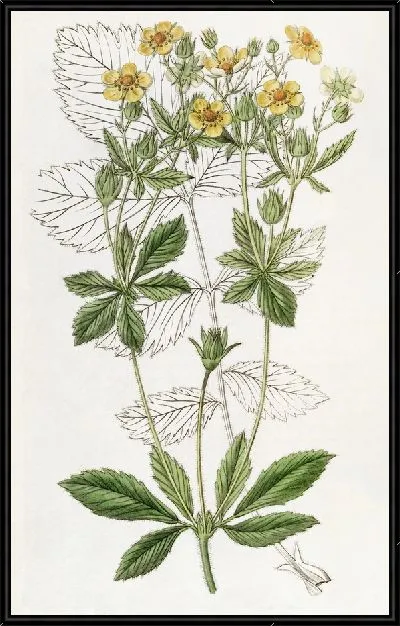 Картина Лапчатка железистая срезанная (1815-1819)