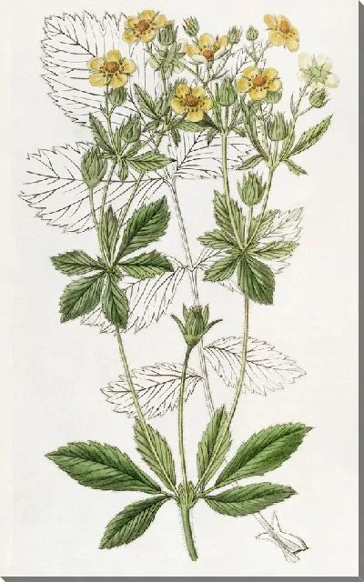 Картина Лапчатка железистая срезанная (1815-1819)