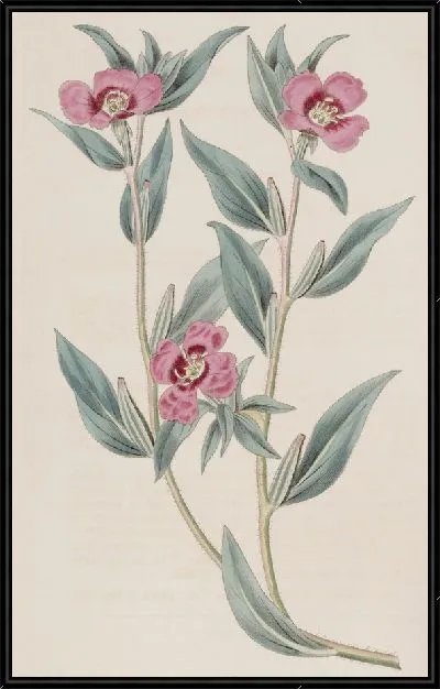 Картина Лежащая пурпурная энотера (1815-1819)