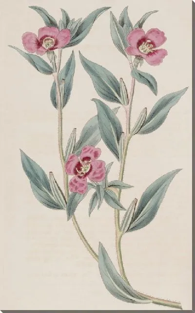 Картина Лежащая пурпурная энотера (1815-1819)