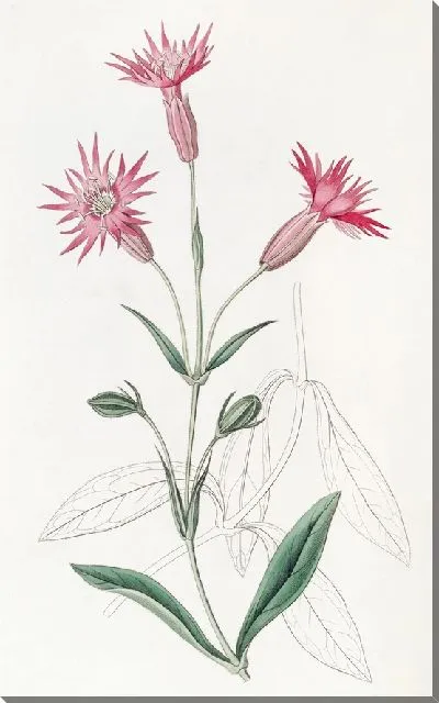 Картина Ловушка со срезанными цветами (1815-1819)