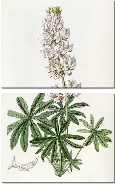 Картина Люпин густоцветковый (1815-1819)