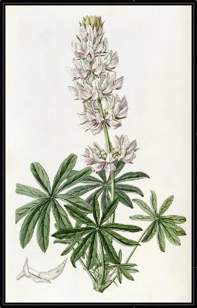 Картина Люпин густоцветковый (1815-1819)