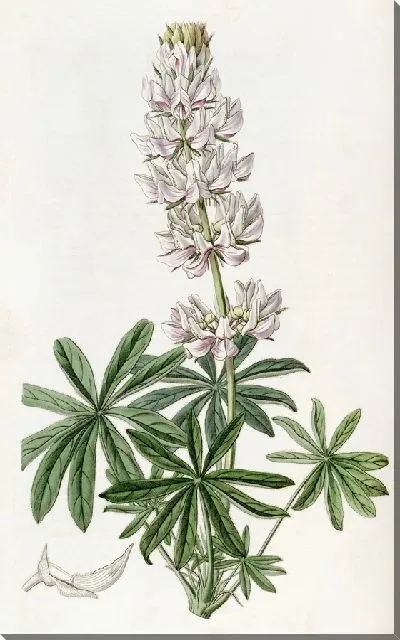 Картина Люпин густоцветковый (1815-1819)