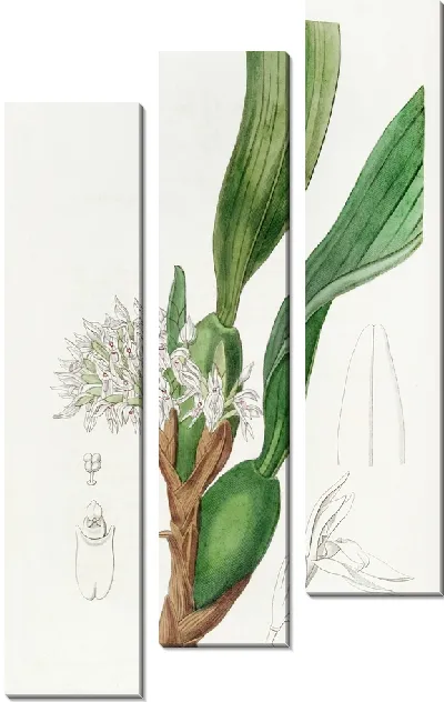 Картина Максиллари густоцветковая (1815-1819)