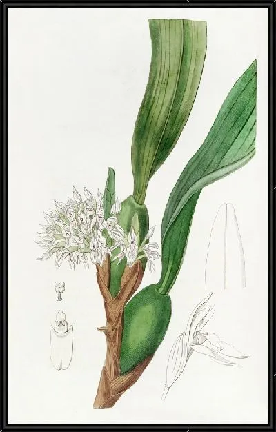 Картина Максиллари густоцветковая (1815-1819)