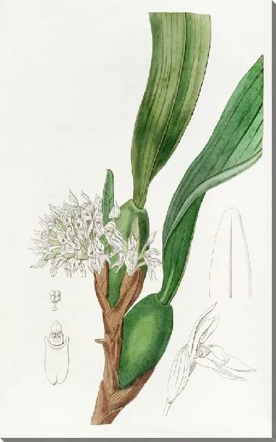 Картина Максиллари густоцветковая (1815-1819)