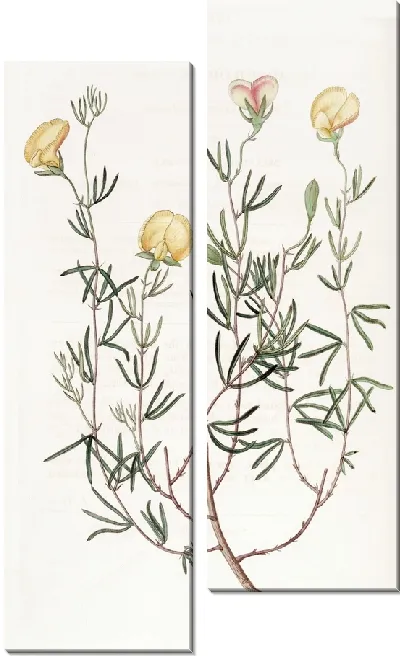 Картина Нежный гомфолобиум (1815-1819)