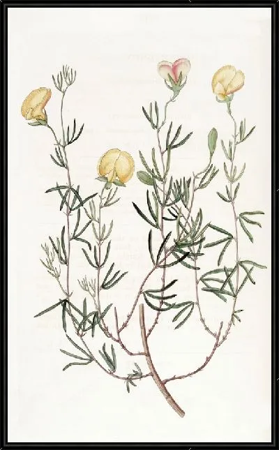 Картина Нежный гомфолобиум (1815-1819)