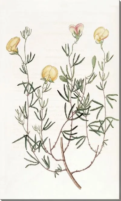 Картина Нежный гомфолобиум (1815-1819)