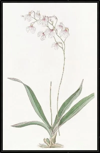 Картина Нежный Ионопсис (1815-1819)