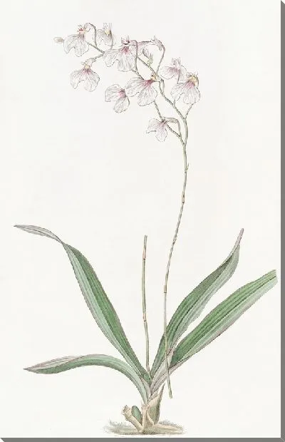 Картина Нежный Ионопсис (1815-1819)