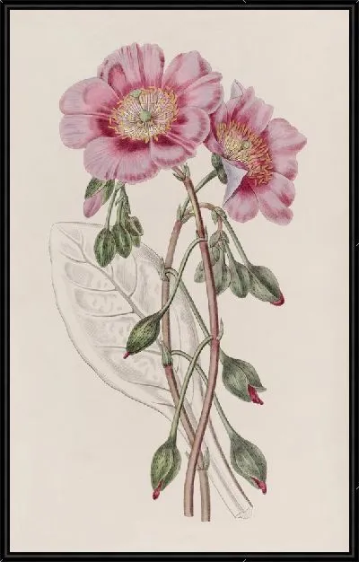 Картина Обесцвеченная Каландриния (1815-1819)
