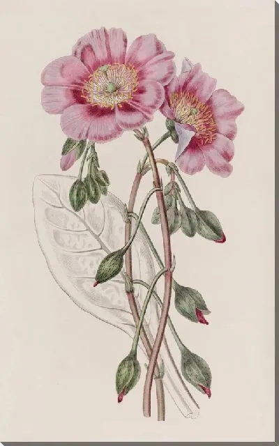 Картина Обесцвеченная Каландриния (1815-1819)
