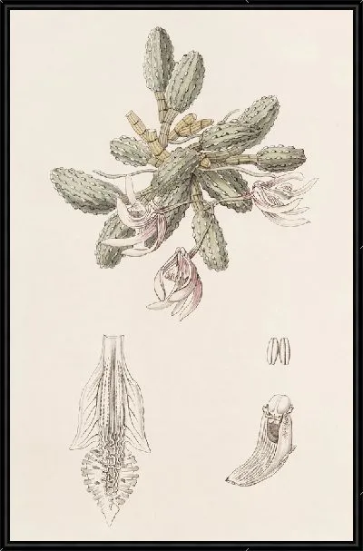 Картина Огуречный Дендробиум (1815-1819)