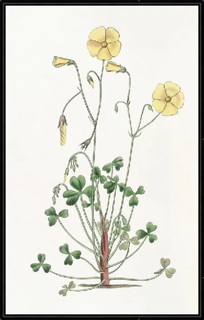 Картина Оксалис Камминга (1815-1819)