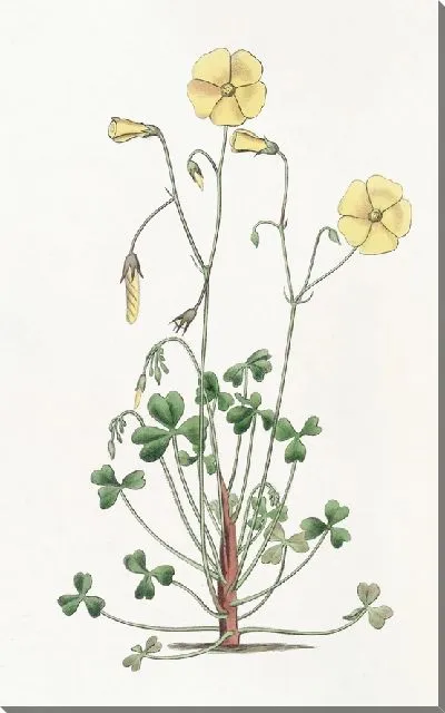 Картина Оксалис Камминга (1815-1819)