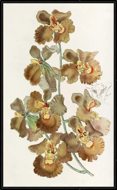 Картина Онцидиум курчавоцветковый (1815-1819)