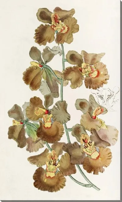 Картина Онцидиум курчавоцветковый (1815-1819)